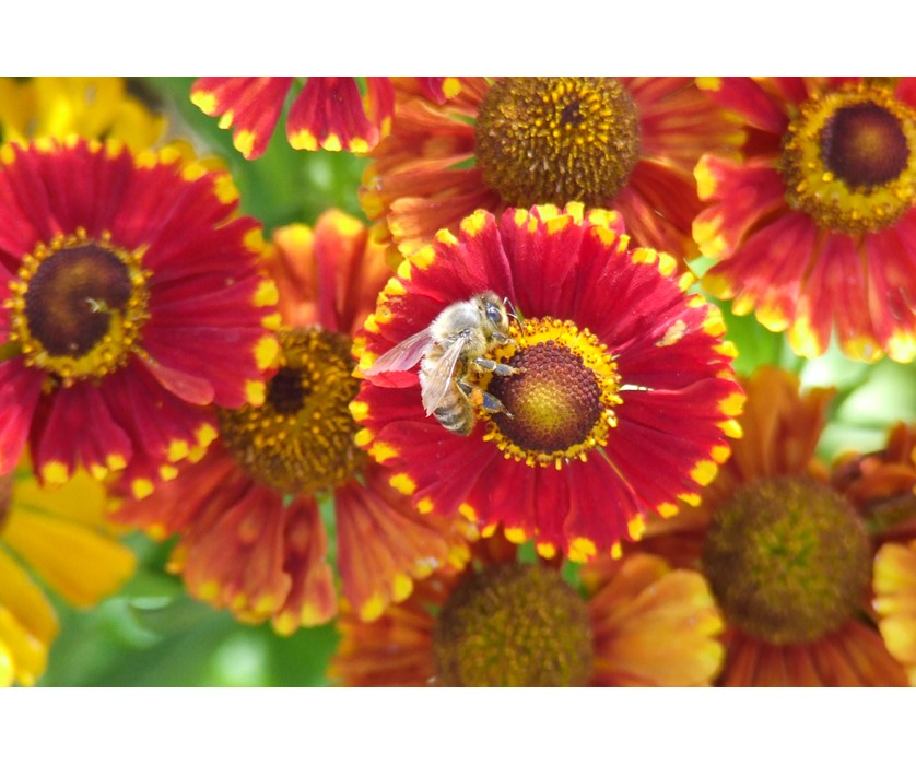 Sneezeweed
